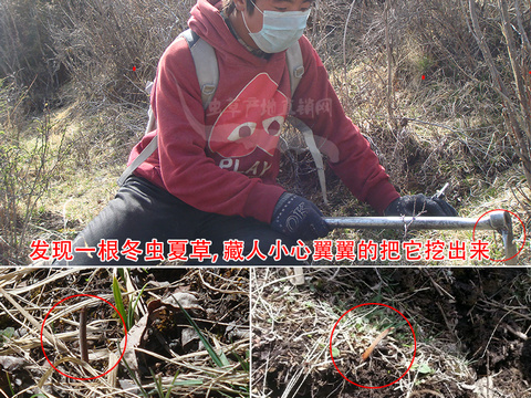 那曲新鮮冬蟲夏草 真空封裝 0.6克/根