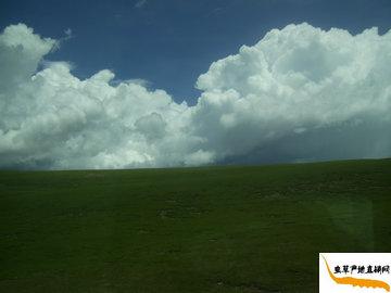 �����������x�Ĳݮa�^(q��),���x�Ĳݮa��